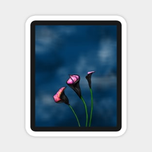 Black Calla Lilies Pink Center Magnet