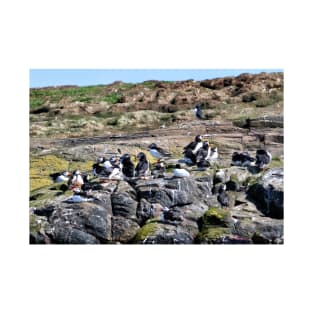 A Group of Puffins - Farne Islands, Northumberland T-Shirt