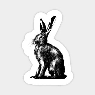 brown hare / rabbit Magnet