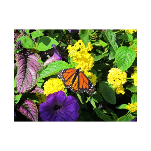 Butterfly on Flowers by Cynthia48