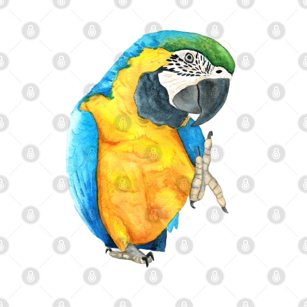 blue-and-gold macaw  ara ararauna parrot watercolor n.2 by Oranjade0122