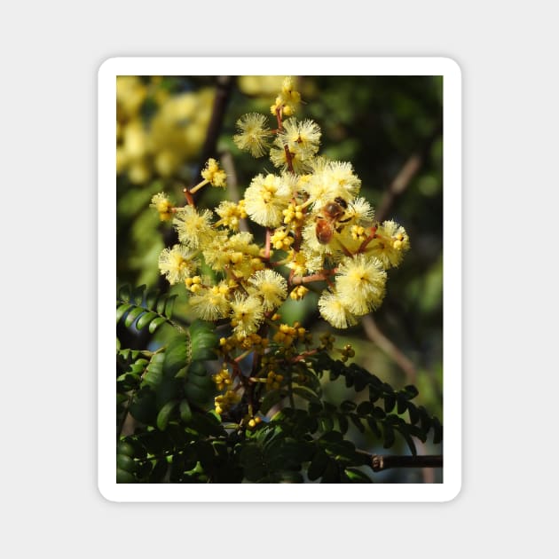 European Honey Bee on Wattle Magnet by kirstybush