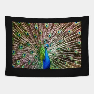 A Peacock Doing its Thing Tapestry