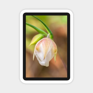 Globe Lily Magnet