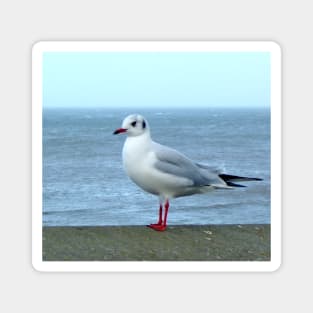 seagull bird ocean scene seaside Magnet