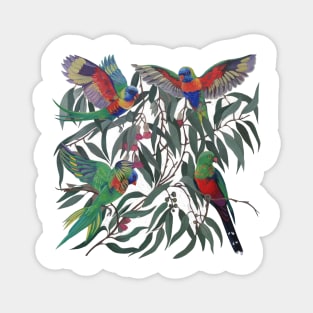 Birds from Paradise. Rosellas Magnet