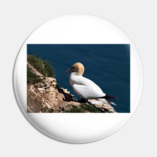 Gannet on a cliff at Bempton cliffs Pin