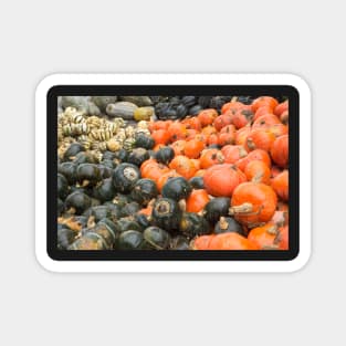 pumpkin varities Magnet