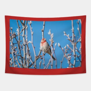 Male House Finch Daydreaming Tapestry