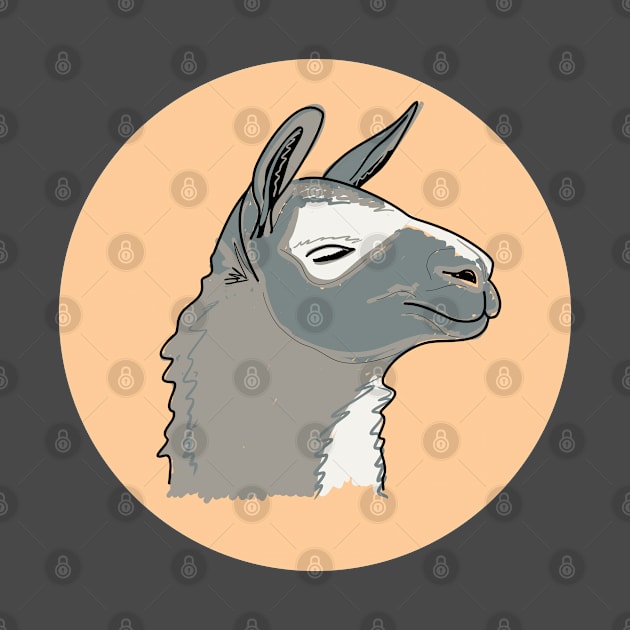 Cute muzzle of a gray llama by aleksandrakrylova