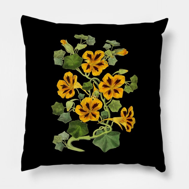 Nasturtium Flower Vintage Botanical Illustration Pillow by Biophilia