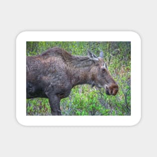 Moose Portrait Magnet