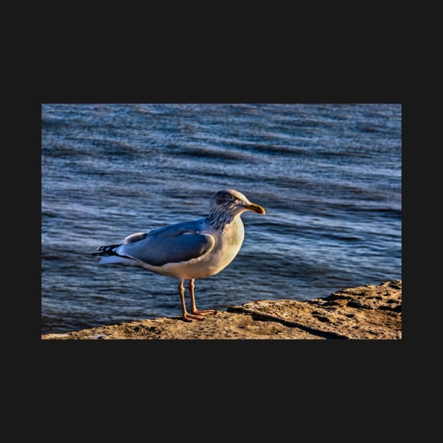 A seagull in Bridlington by jasminewang