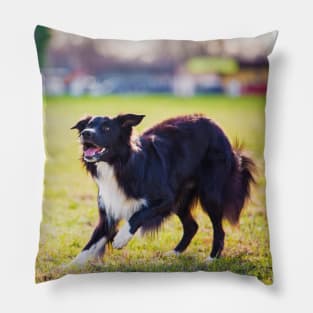 playing Collie Pillow