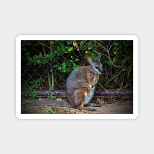 Red Necked Wallaby Magnet