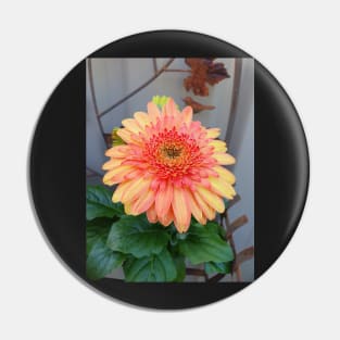 Sunny Side Up Mixed Gerbera Pin