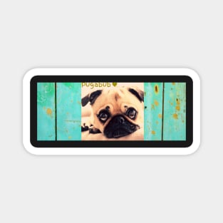 Pug cute dog Magnet