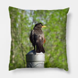 American Robin Perched On A Fence Post Pillow