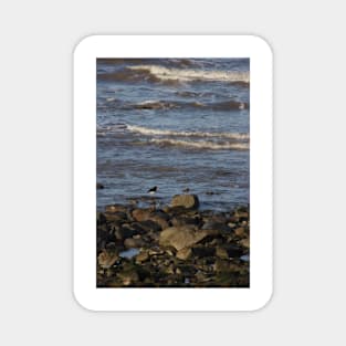 Oyster Catchers Magnet