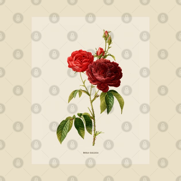 Purple Rose Antique Botanical Illustration by Antiquated Art