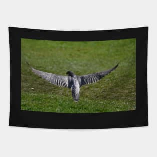 A Peregrine's wingspan Tapestry