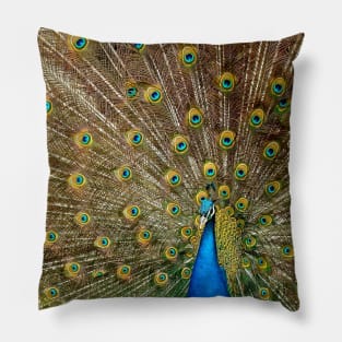 BLUE PEACOCK Pillow