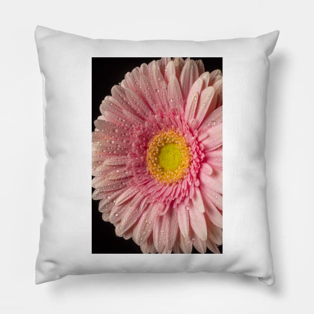 Dew Covered Pink Daisy Pillow by photogarry