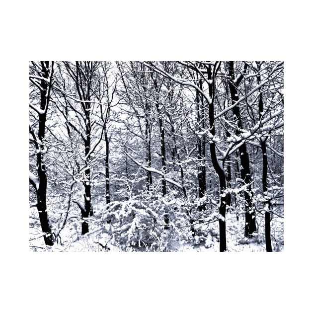 Snow Covered Trees by Nigdaw