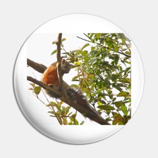 Variegated Squirrel Pin