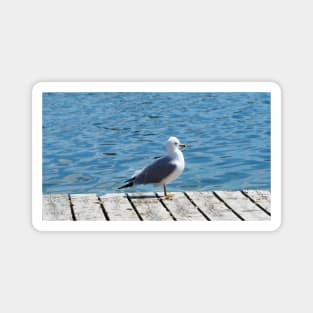 A Gull Standing On A Wooden Walkway Magnet