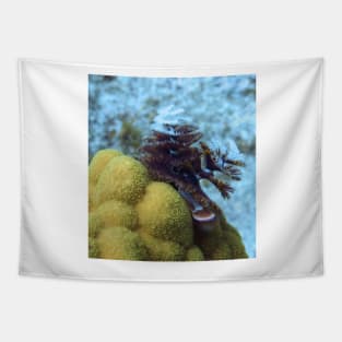 Tiger Striped Christmas Tree Worm on Coral Reef Tapestry