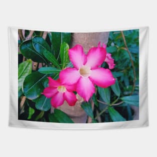 nature, flower, desert rose, adenium, plant, rose, adenium obesum, desert, plants, obesum, beautiful, succulent, tropical, vegan, roses Tapestry