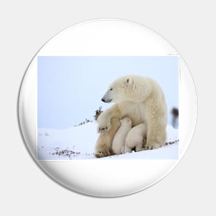 Mother polar bear nursing her newborn cubs Pin