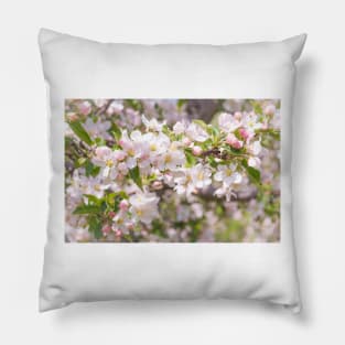 Springtime Pink Apple Blossoms - Okanagan Valley Pillow