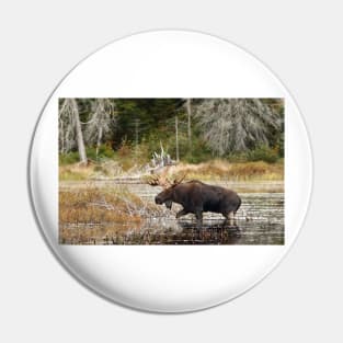 Bull moose - Algonquin Park Pin