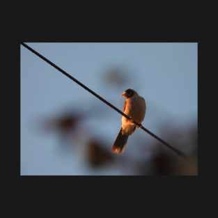 Noisy Miner bird on a wire T-Shirt