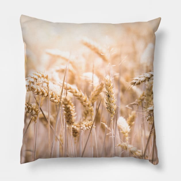 Summer Corn Pillow by EviRadauscher