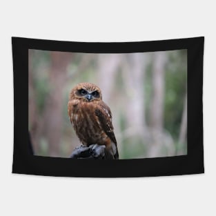 Southern Boobook Owl Tapestry