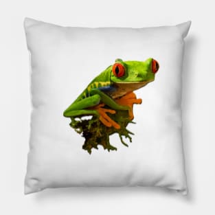 Green lake frog on the moss Pillow