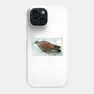 Rock Pigeon, Table Mountain, South Africa Phone Case