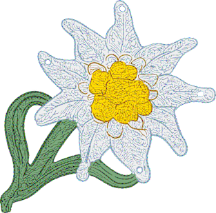 Edelweiss Magnet