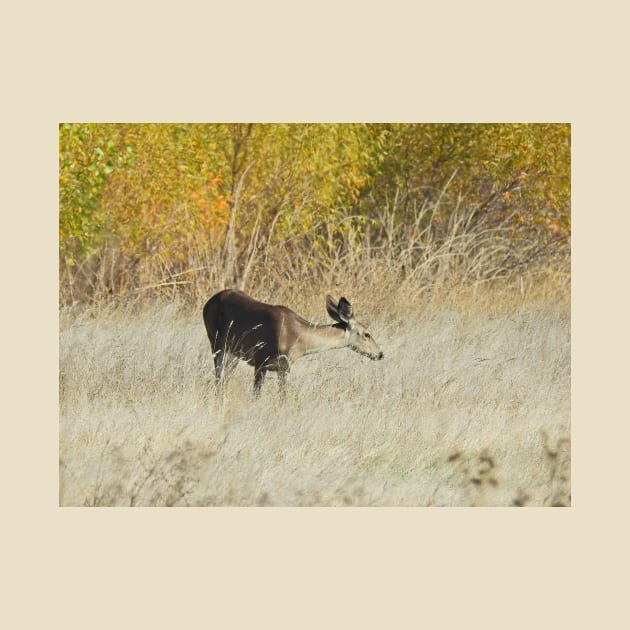 Mule deer, doe, wildlife, gifts, Serene Moment by sandyo2ly