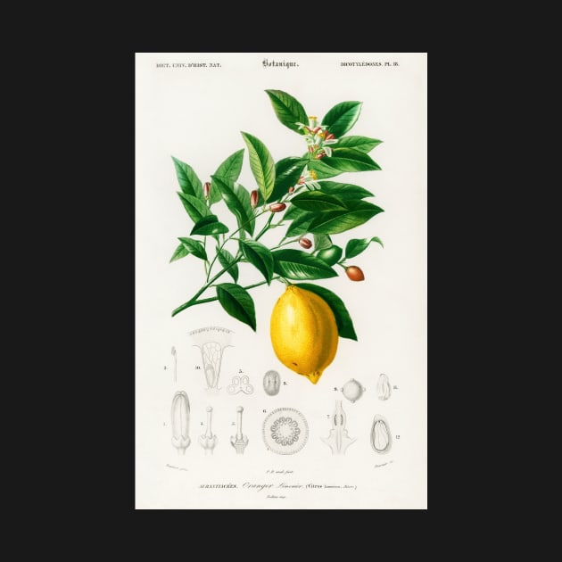 Lemon print by Highdown73