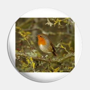 Robin in bush Pin