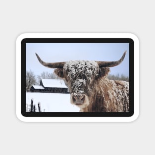 Highland Cow In Winter Magnet