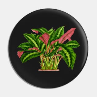 Calathea Warscewiczii botanical illustration Pin