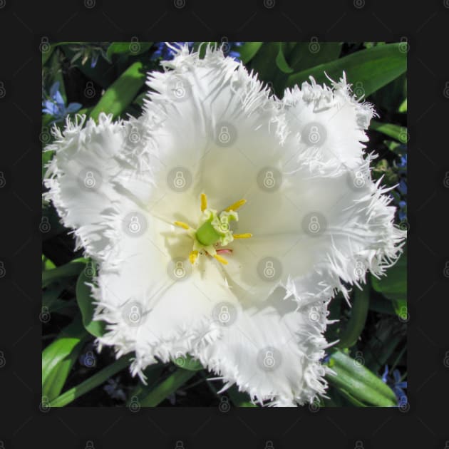 White Fringed Tulip by Upbeat Traveler