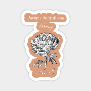 Peony Flower - Botanical illustration with Latin Name. Magnet