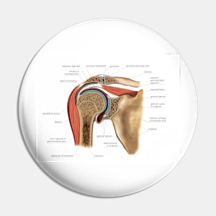 Shoulder joint, artwork (C021/1199) Pin