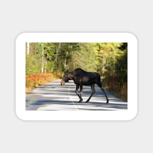 Jay Walking Moose - Algonquin Park, Canada Magnet